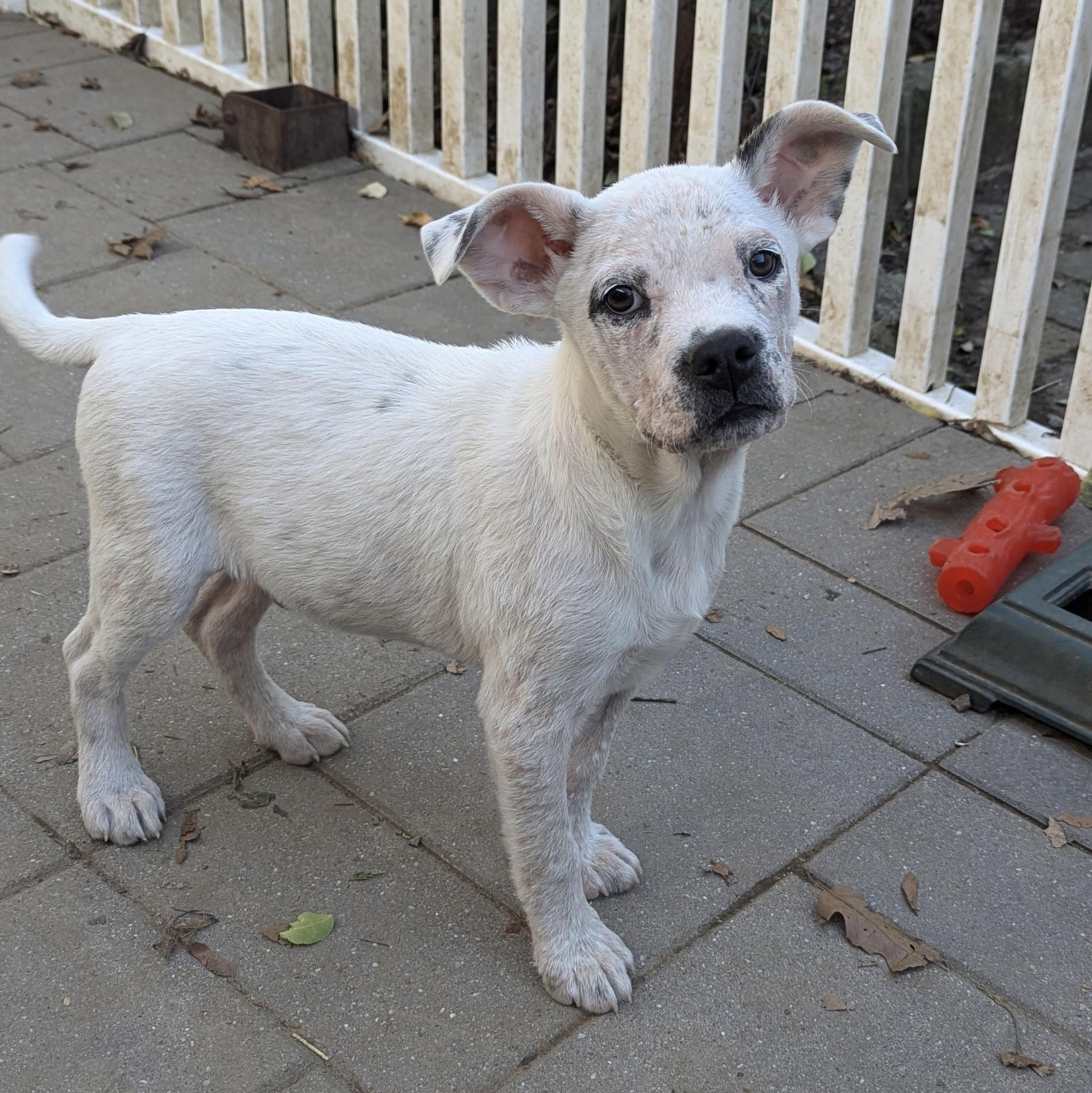 Enlarge Corky, a Adoptable mixed breed in Paramus, NJ image 6/6