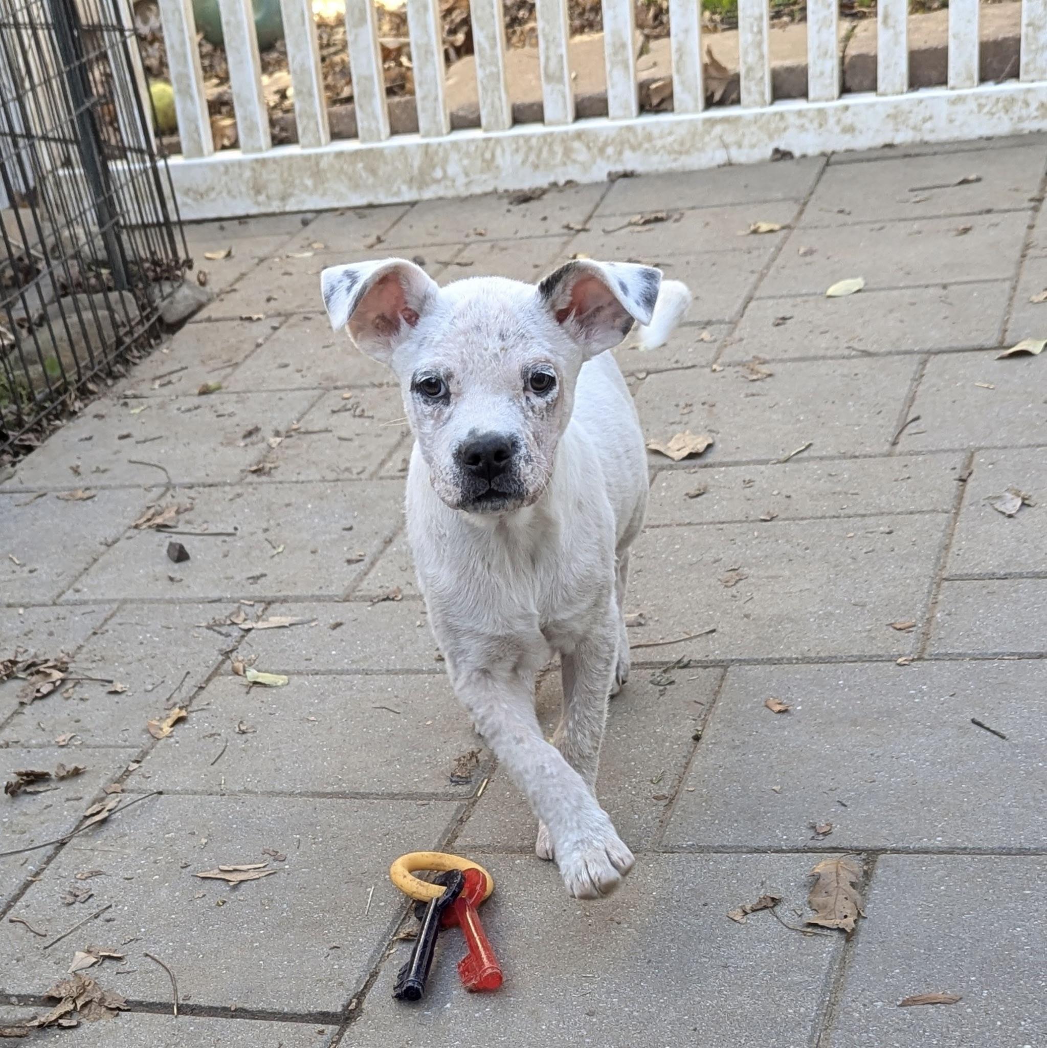 Enlarge Corky, a Adoptable mixed breed in Paramus, NJ image 2/6