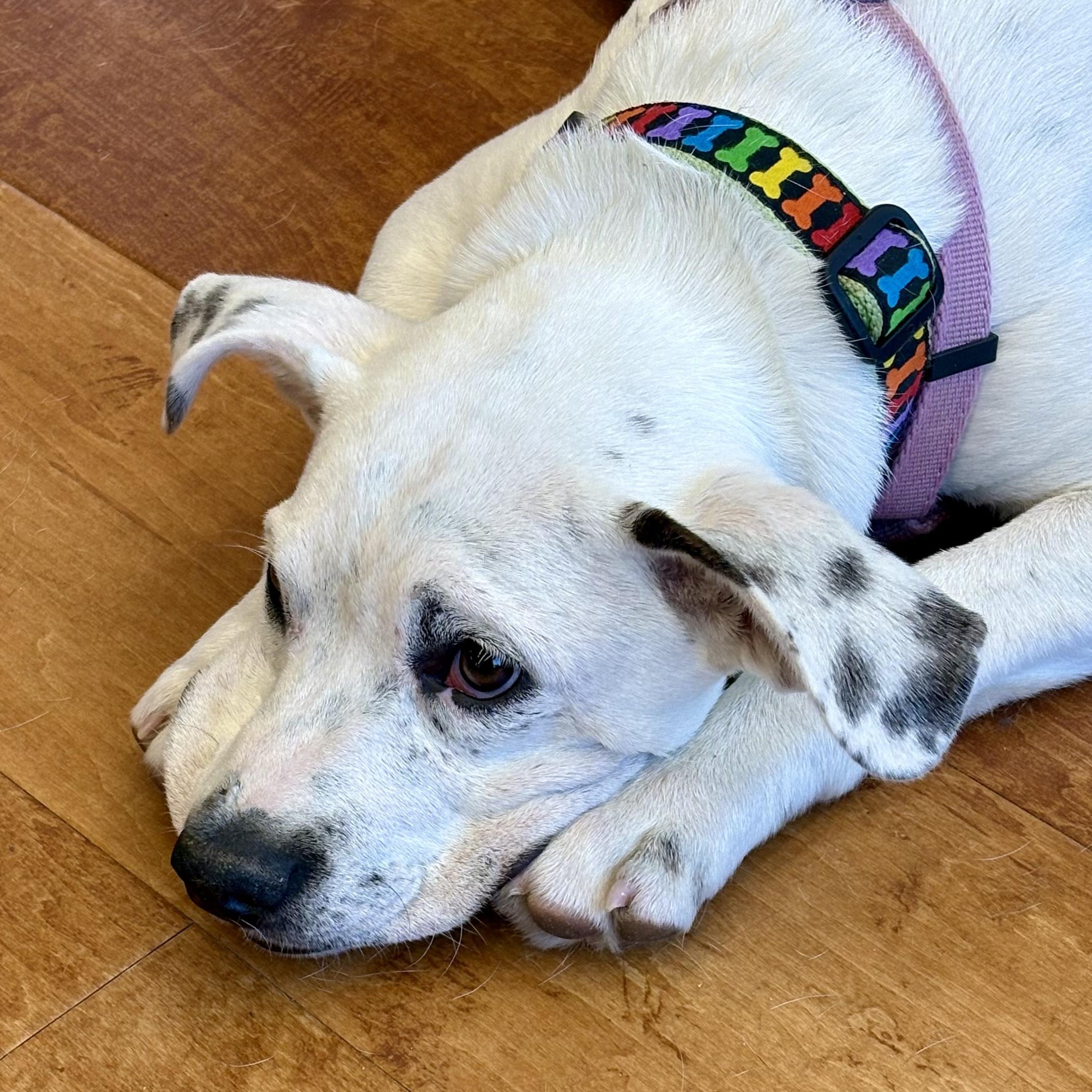 Corky, a Adoptable mixed breed in Paramus, NJ image 2/6