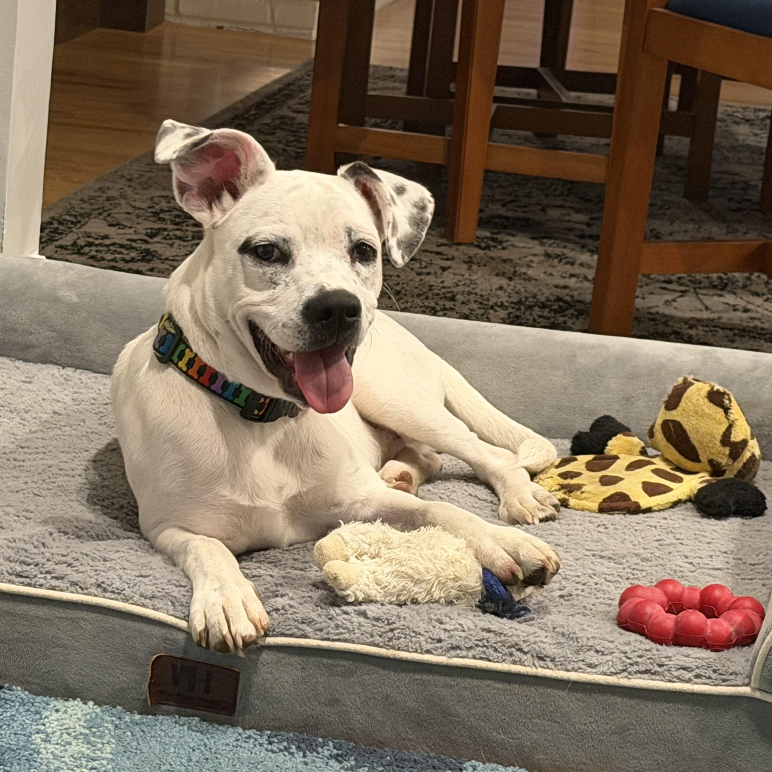 Corky, a Adoptable mixed breed in Paramus, NJ image 3/6