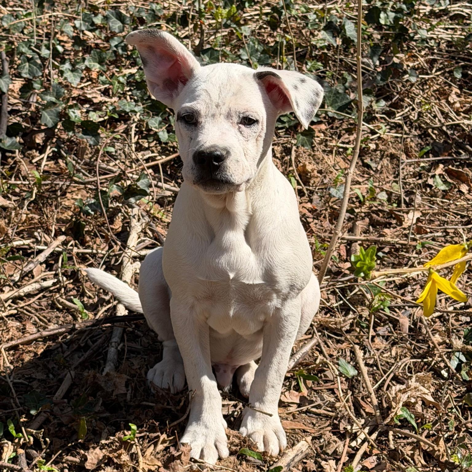 Enlarge Corky, a Adoptable mixed breed in Paramus, NJ image 1/6