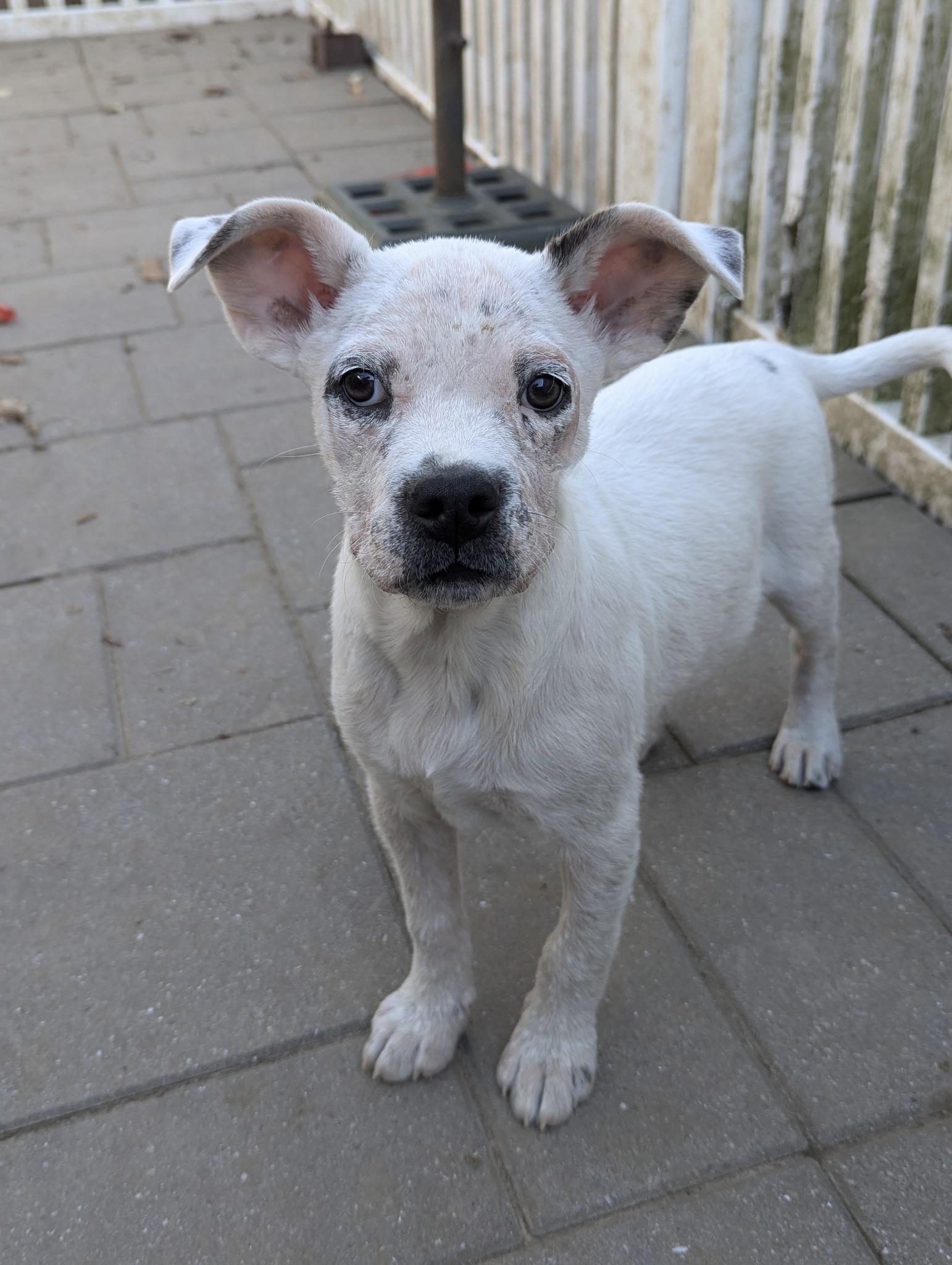 Enlarge Corky, a Adoptable mixed breed in Paramus, NJ image 4/6