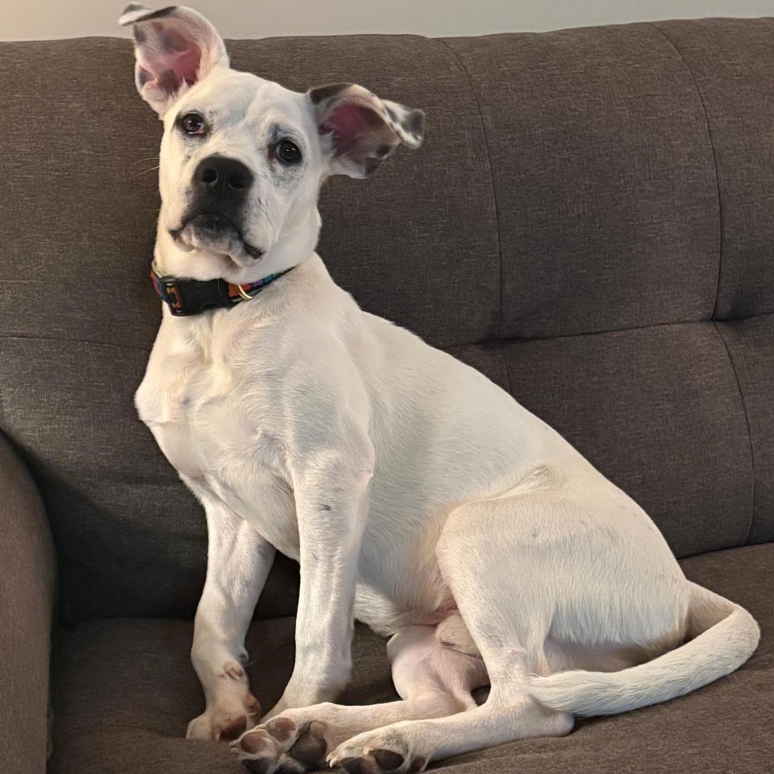 Corky, a Adoptable mixed breed in Paramus, NJ image 3/6