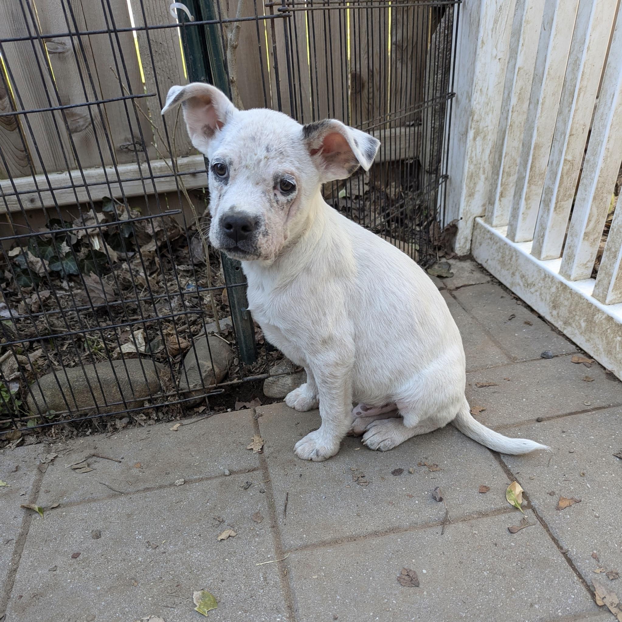 Corky, Adoptable, Puppy Male Boxer & Mixed Breed.