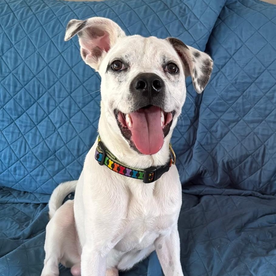 Corky, Adoptable, Young Male Pit Bull Terrier & Hound.