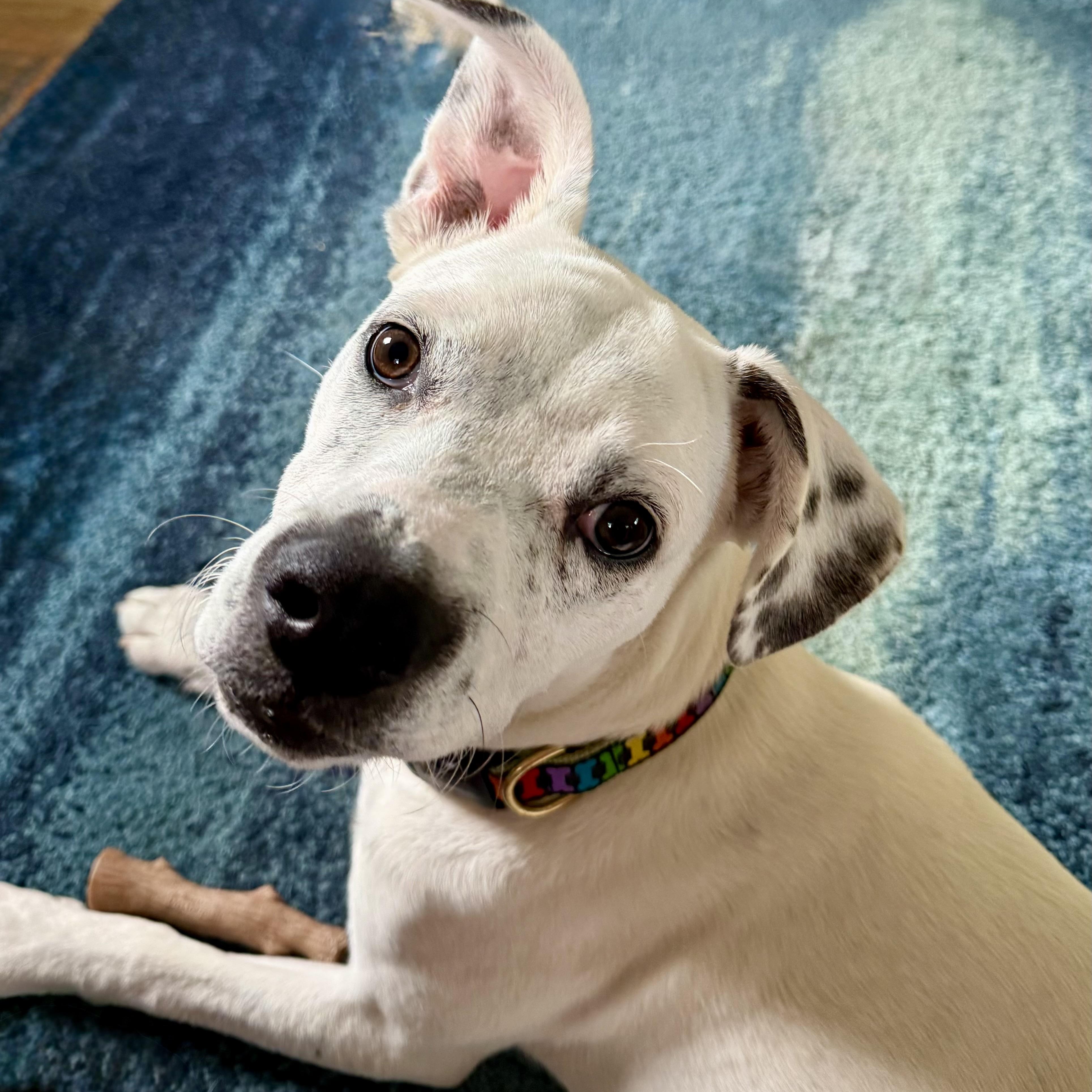 Corky, a Adoptable mixed breed in Paramus, NJ image 2/6