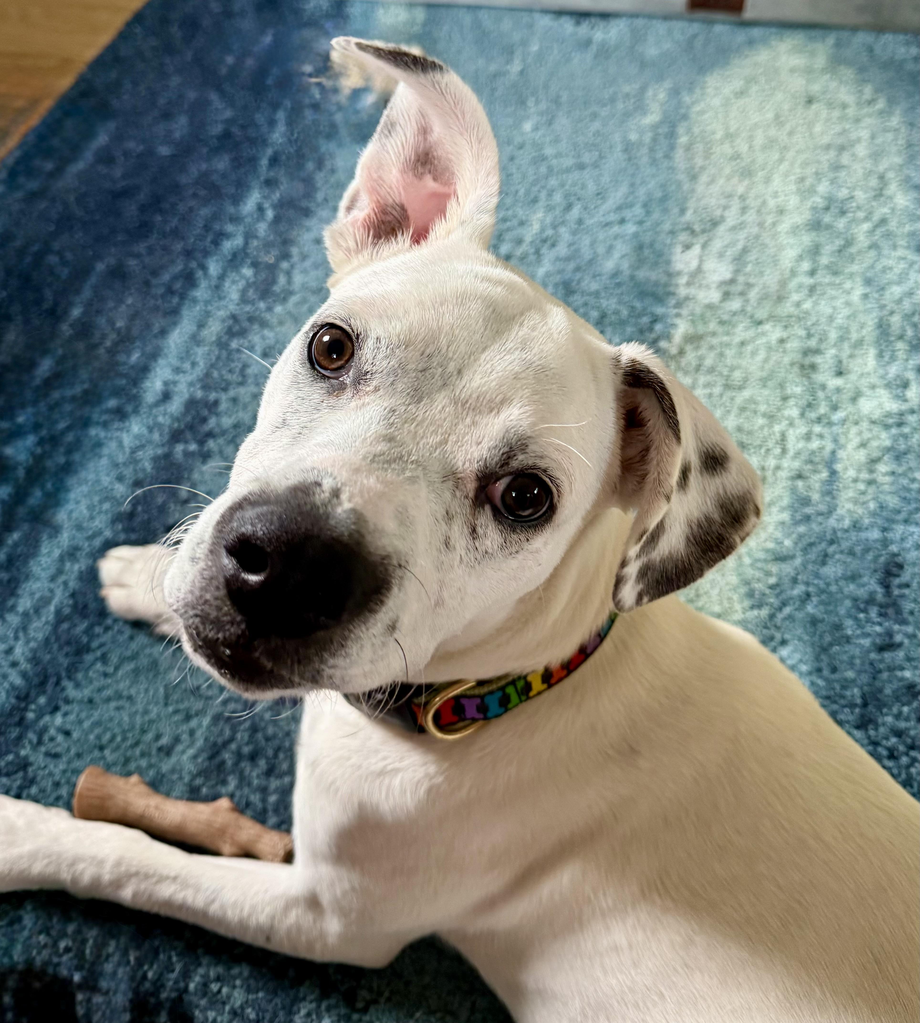 Corky, a Adoptable mixed breed in Paramus, NJ image 2/6