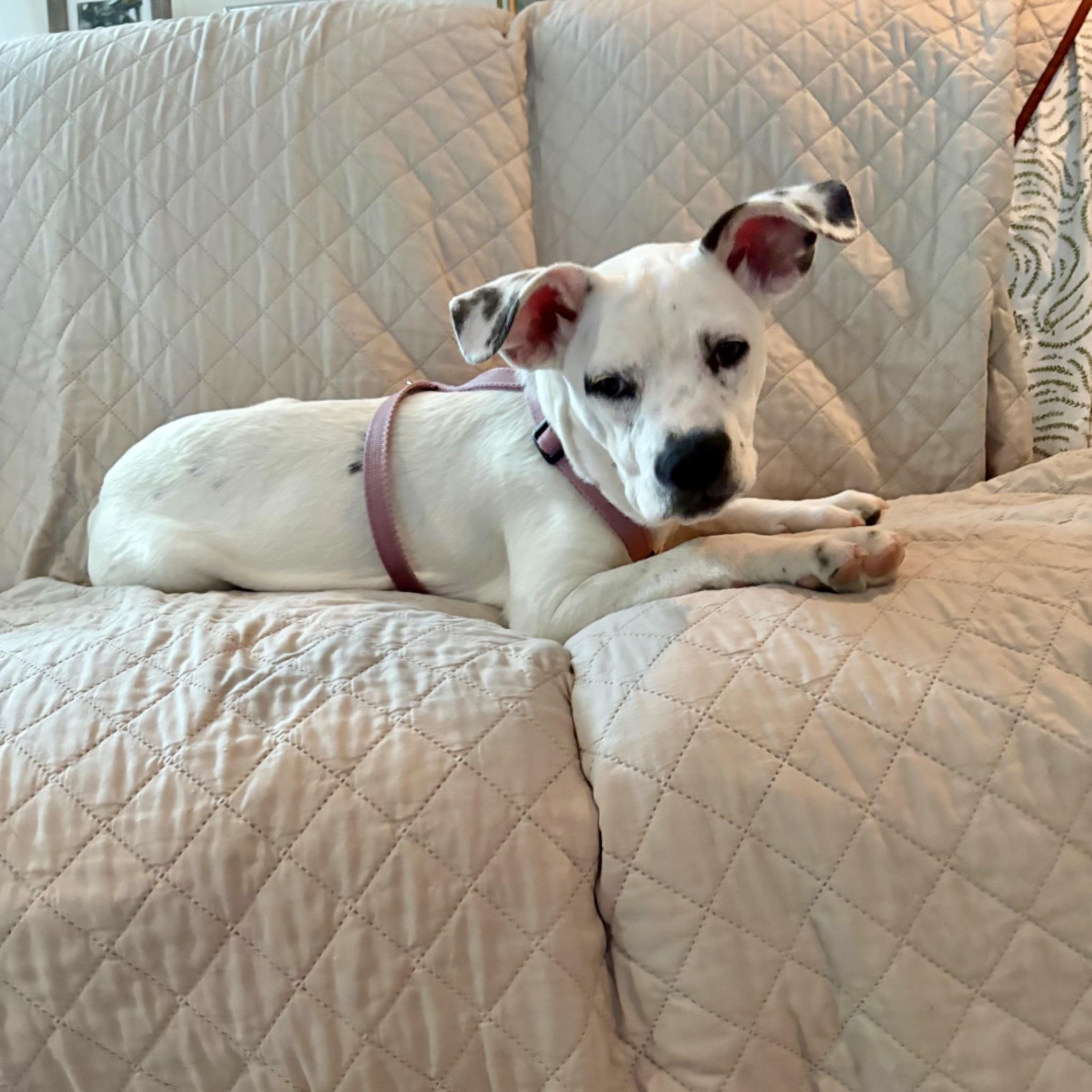 Corky, a Adoptable mixed breed in Paramus, NJ image 4/6