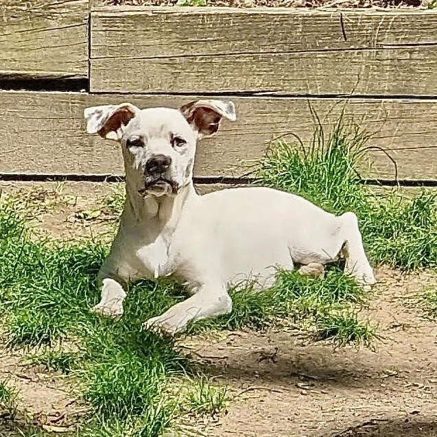 Corky, a Adoptable mixed breed in Paramus, NJ image 3/6