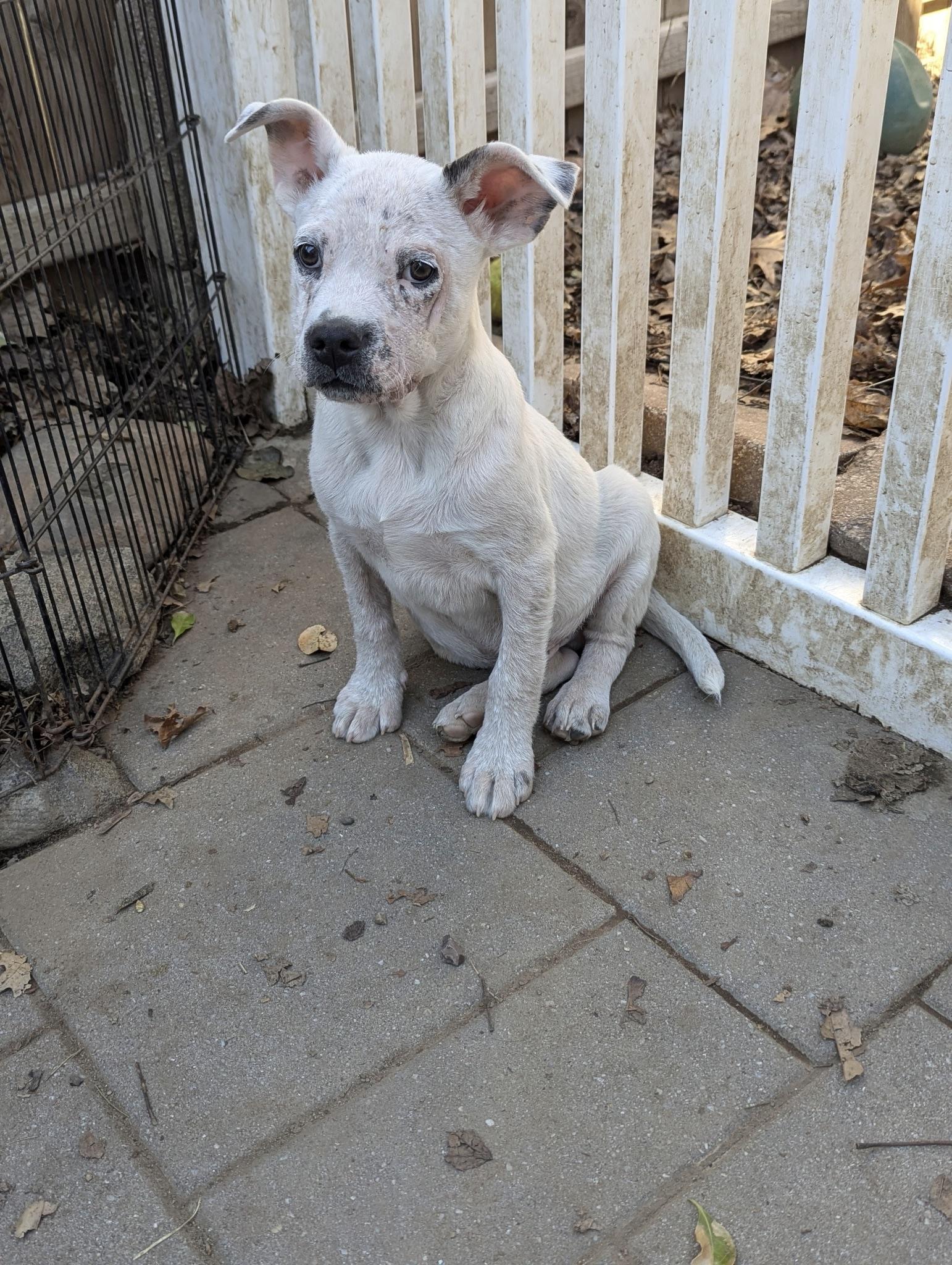 Enlarge Corky, a Adoptable mixed breed in Paramus, NJ image 3/6