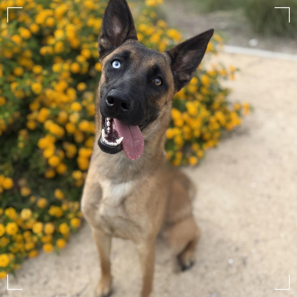Enlarge SHOWGIRL, a Adoptable Belgian Shepherd / Malinois in Upland, CA image 2/4