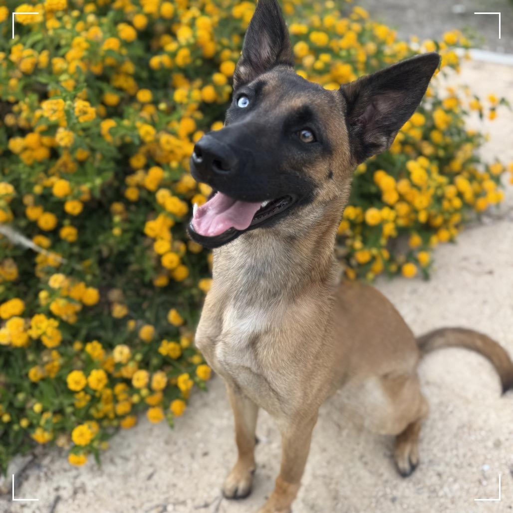 Enlarge SHOWGIRL, a Adoptable Belgian Shepherd / Malinois in Upland, CA image 3/4