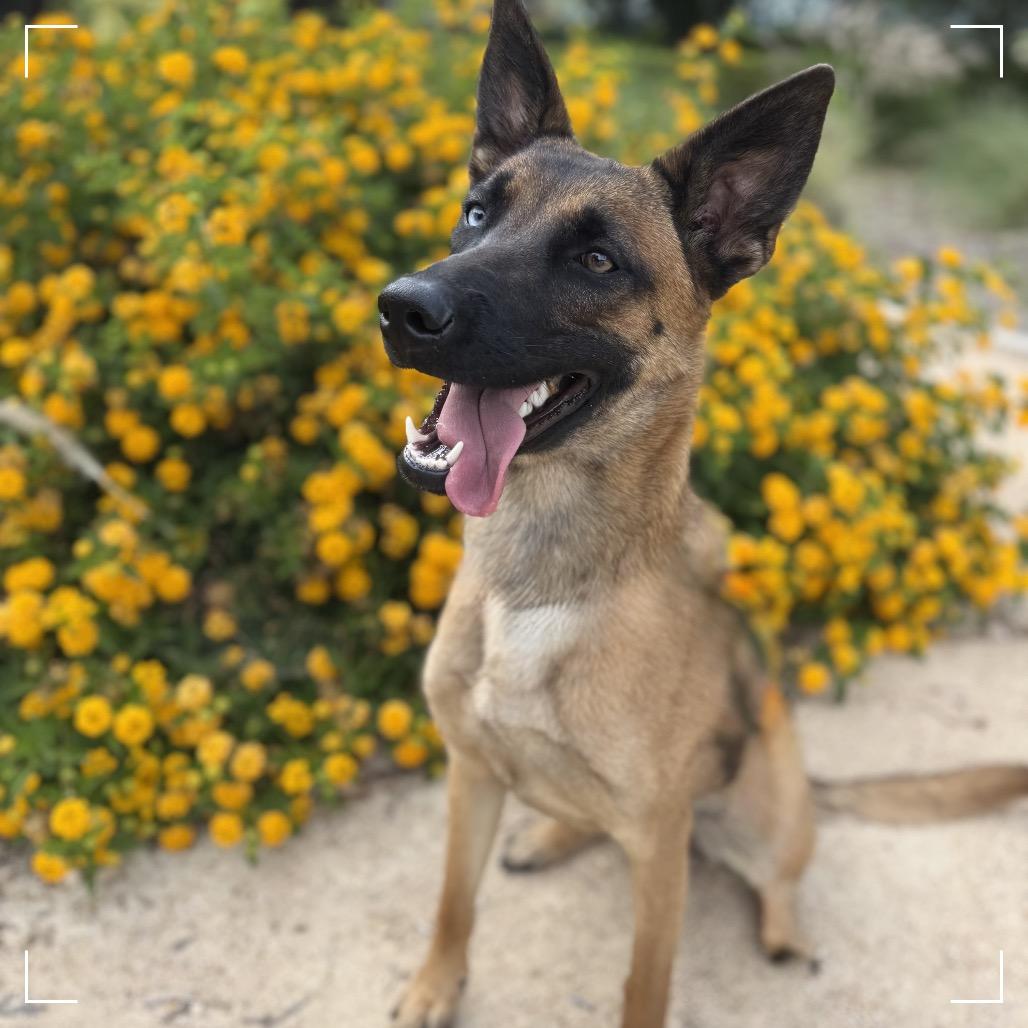 Enlarge SHOWGIRL, a Adoptable Belgian Shepherd / Malinois in Upland, CA image 4/4
