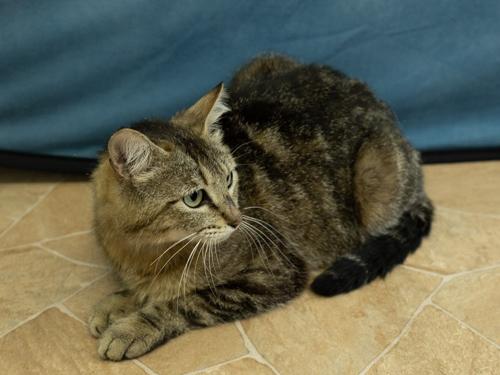 Sunshine, an adopted mixed breed in Republic, WA image 4/6