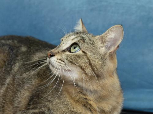 Sunshine, an adopted mixed breed in Republic, WA image 2/6