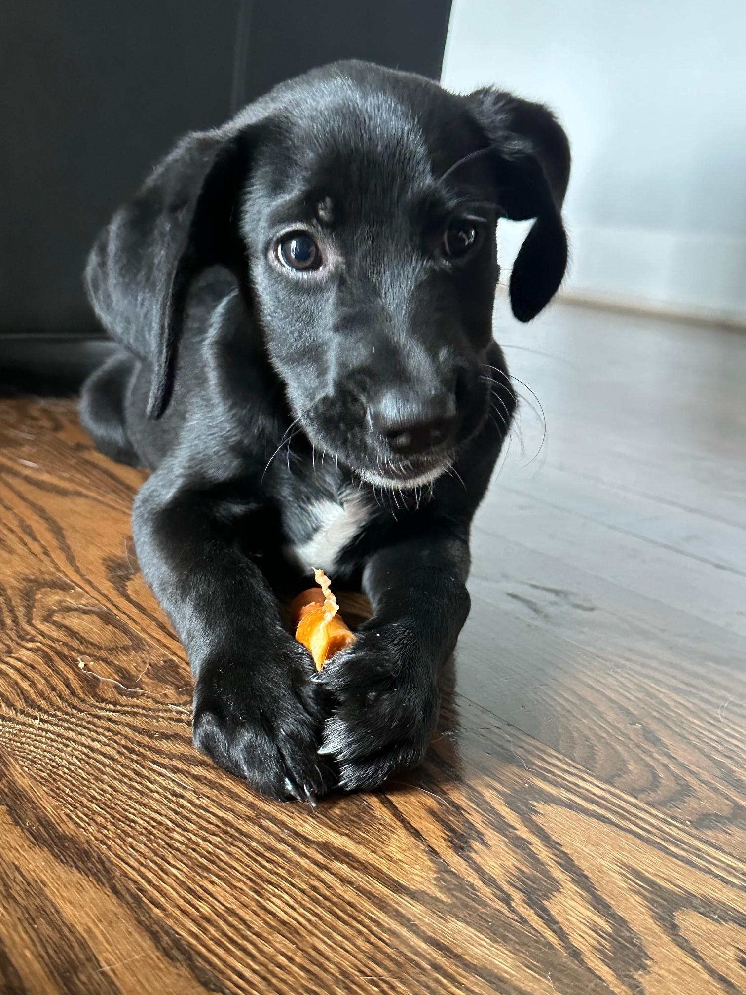 Salon, Adopted, Puppy Female Labrador Retriever.
