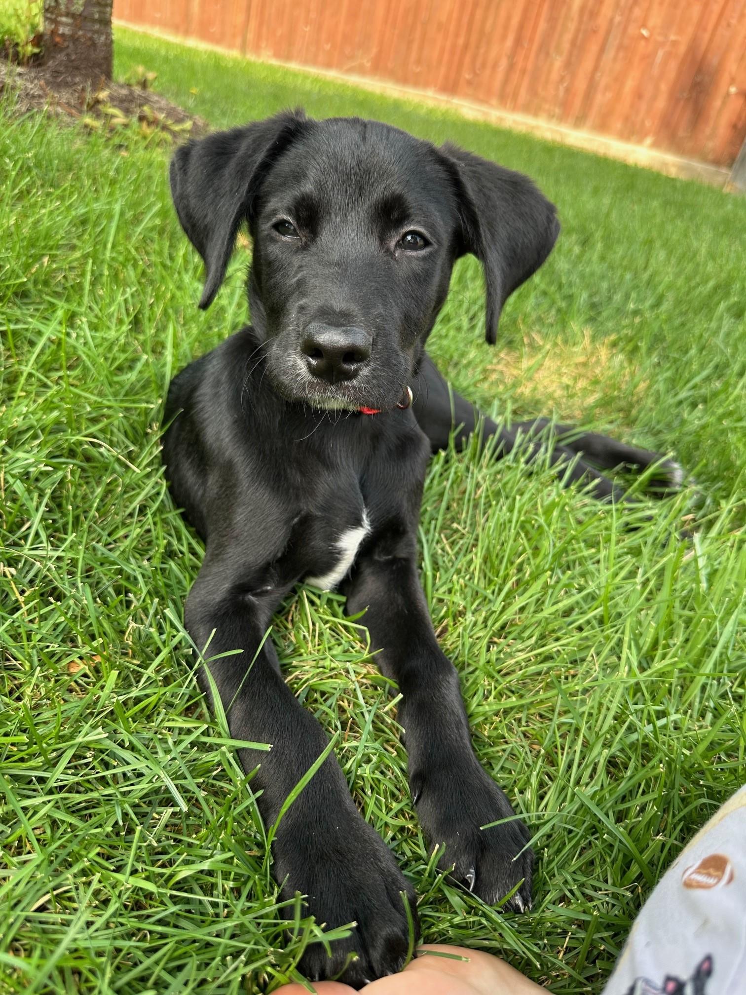 Salon, a Adopted mixed breed in Lombard, IL image 2/6