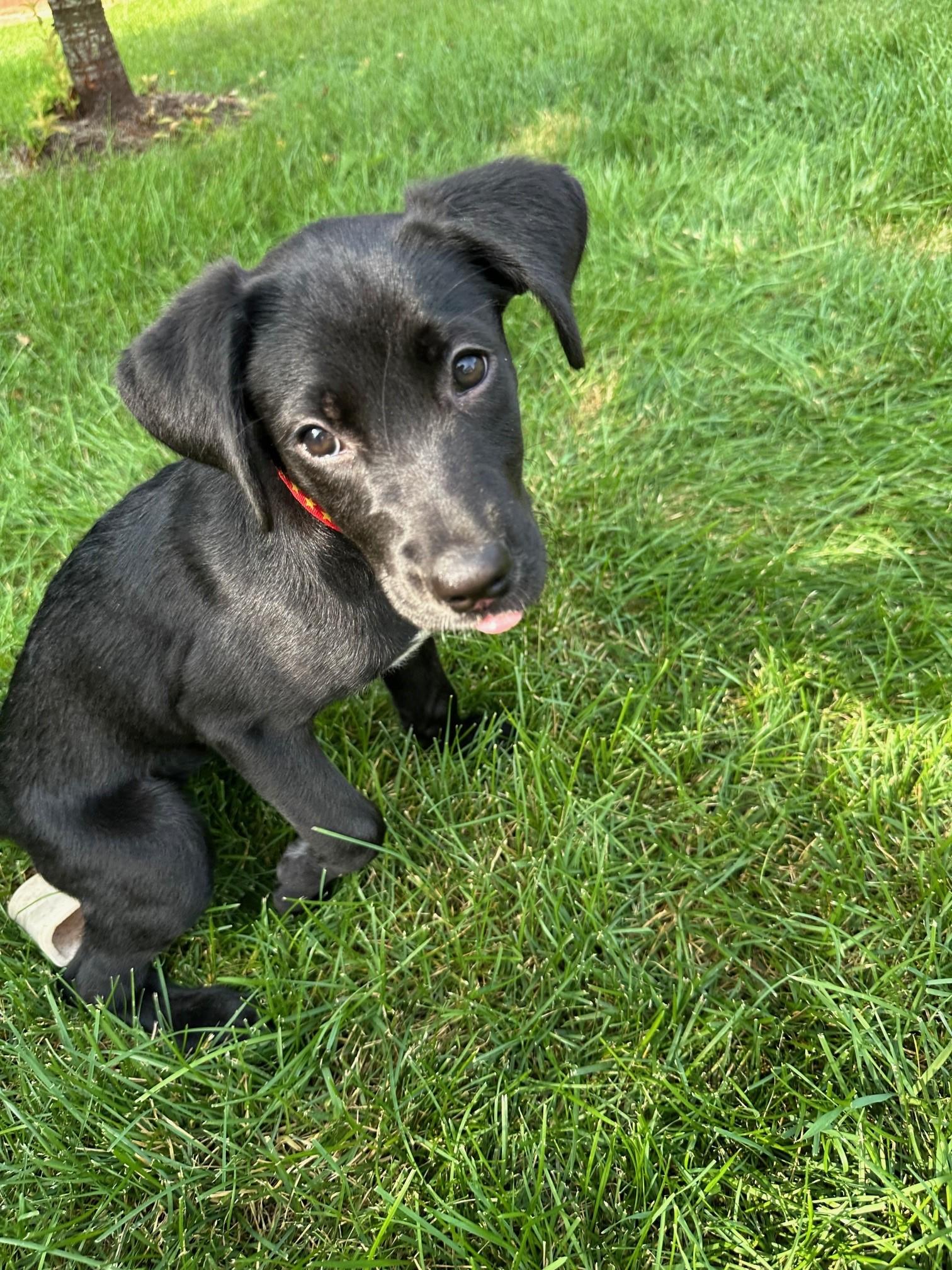 Salon, a Adopted mixed breed in Lombard, IL image 3/6