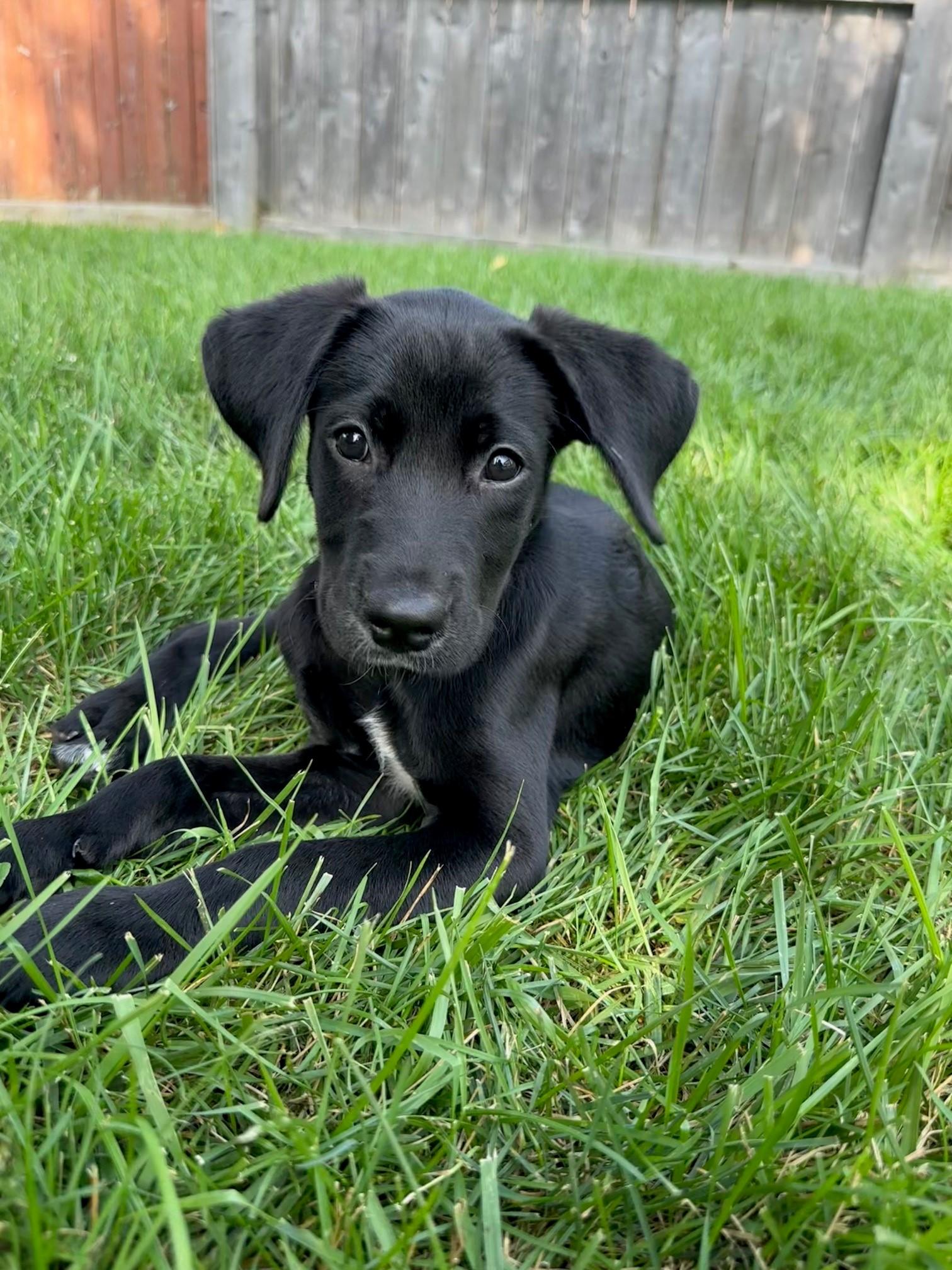 Salon, a Adopted mixed breed in Lombard, IL image 5/6