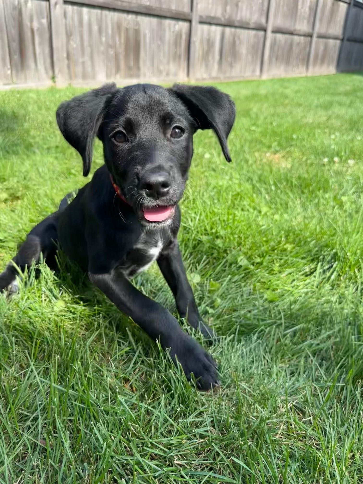 Salon, a Adopted mixed breed in Lombard, IL image 6/6