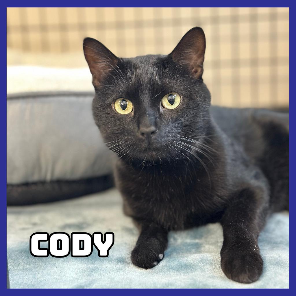 Enlarge Cody, a Adoptable Domestic Short Hair in Glenwood, MN image 1/1