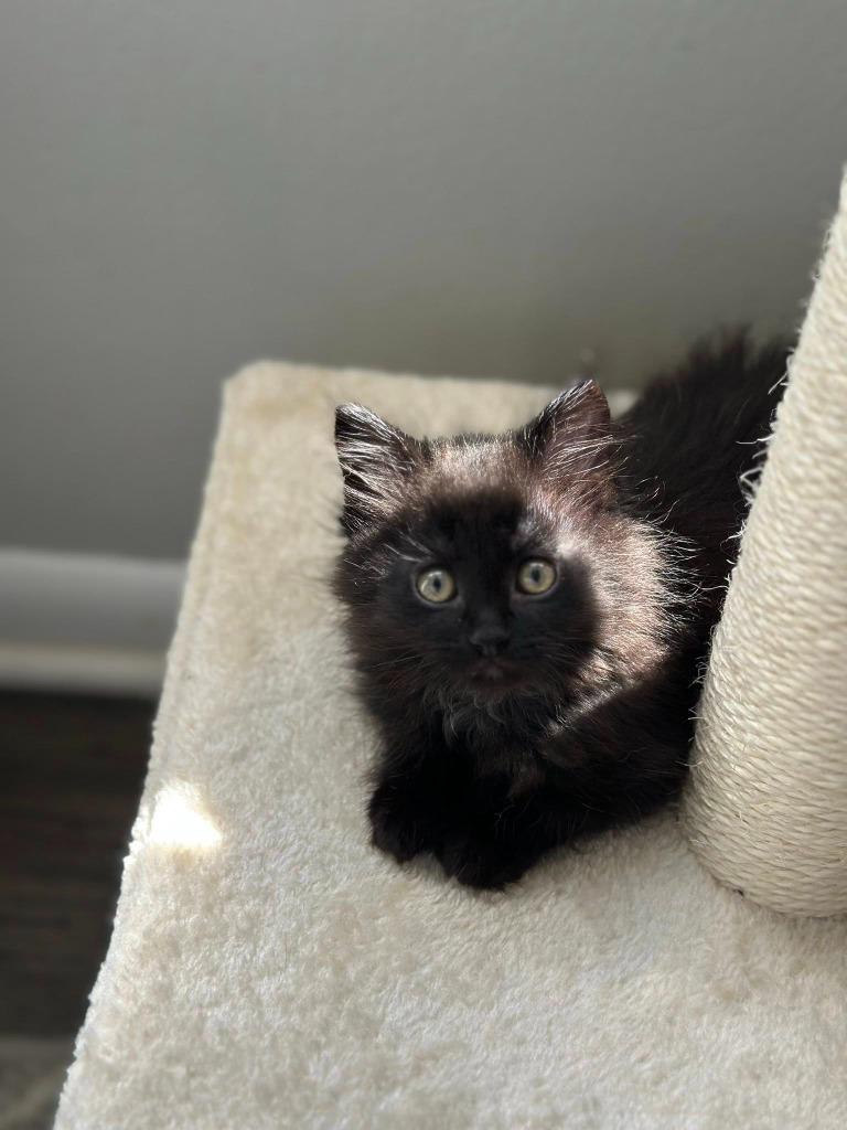 Enlarge Purrincess, a Adoptable mixed breed in Detroit, MI image 1/2