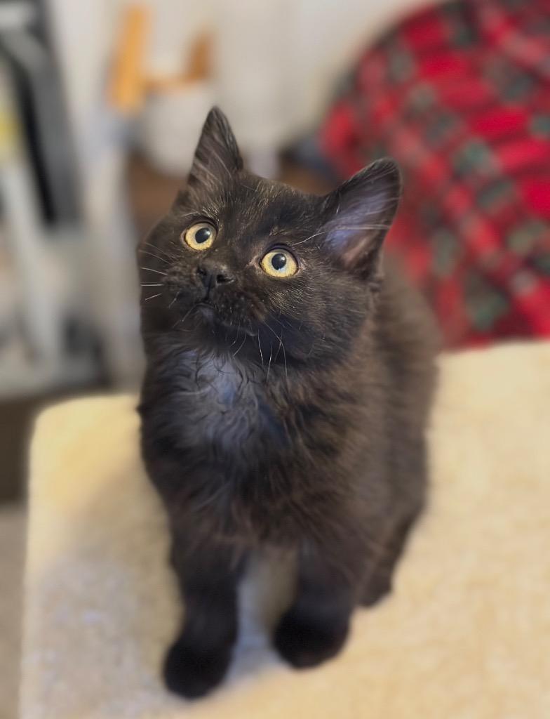 Enlarge Purrincess, a Adoptable mixed breed in Detroit, MI image 2/2