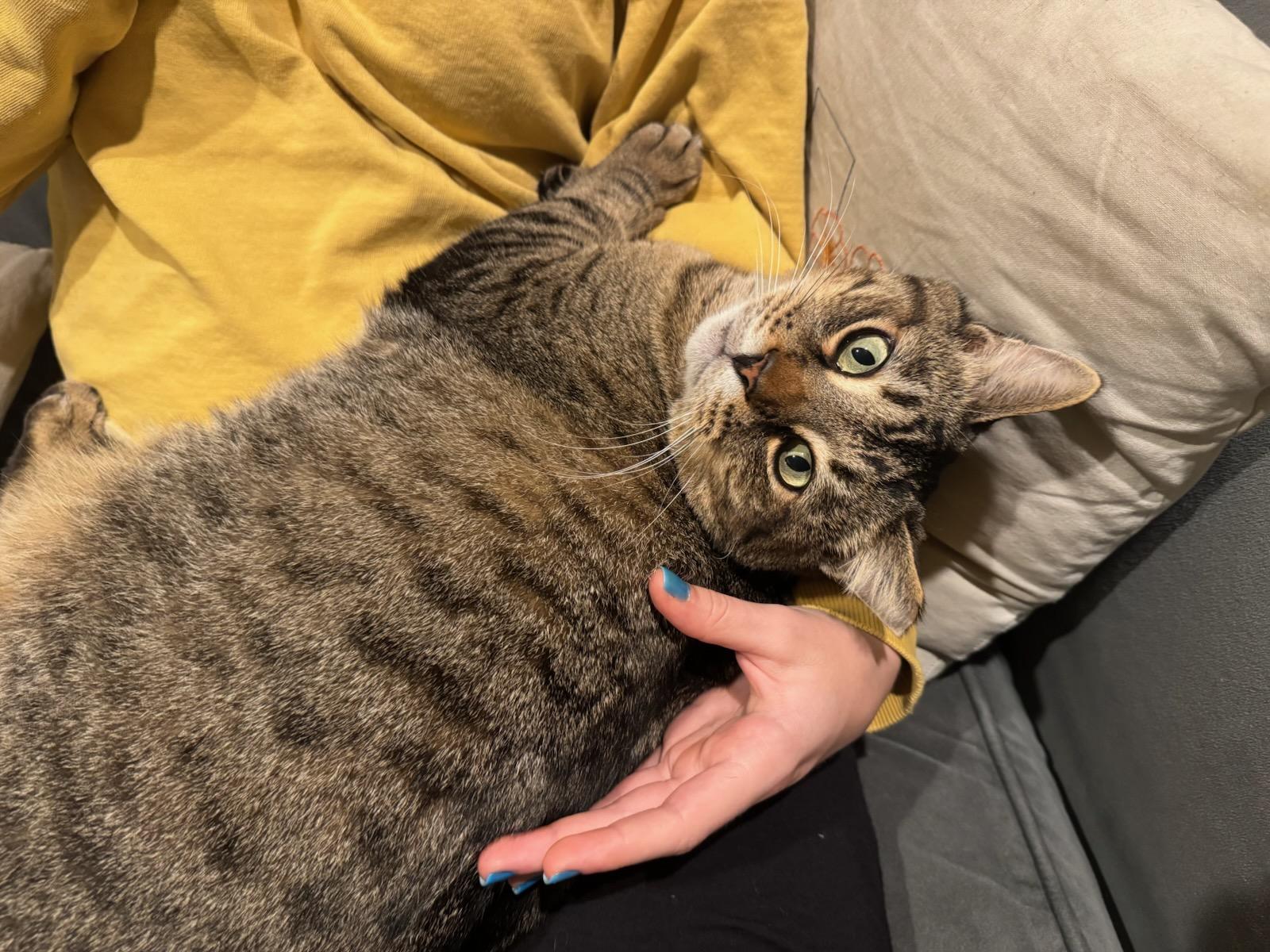 Enlarge Tigger, a Adoptable mixed breed in Sunnyvale, CA image 1/6