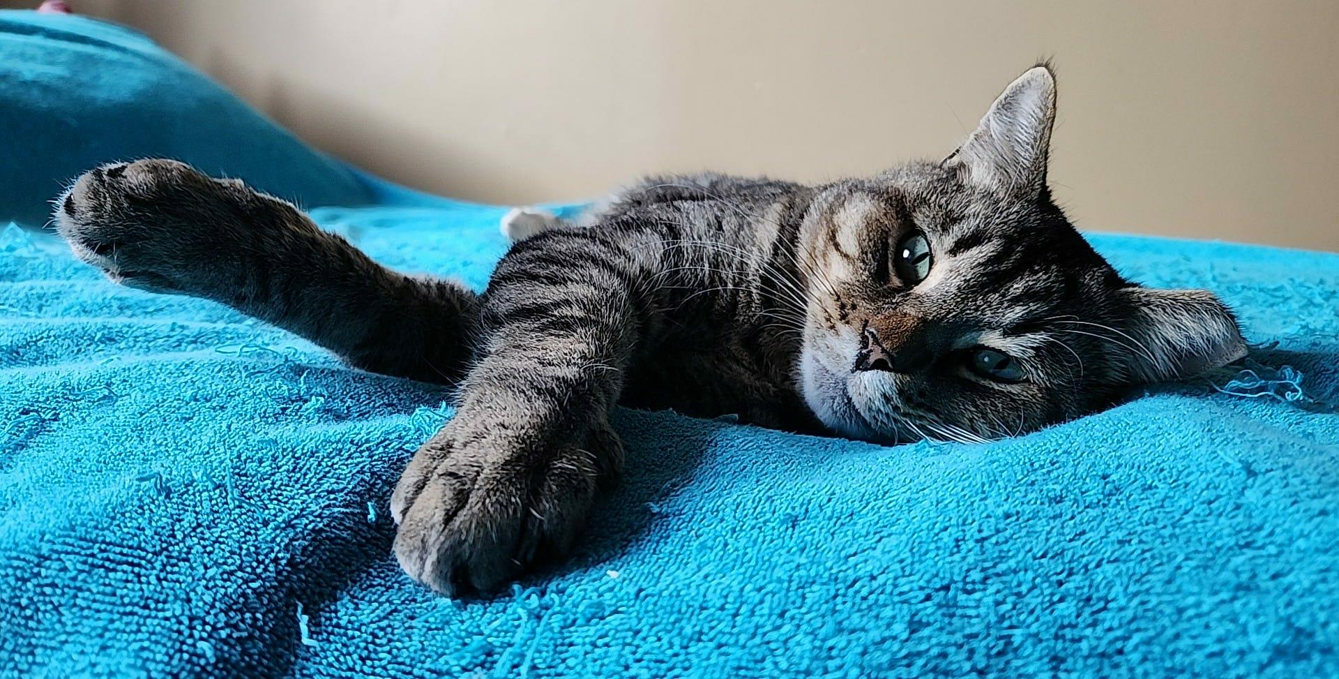 Enlarge Tigger, a Adoptable mixed breed in Sunnyvale, CA image 6/6