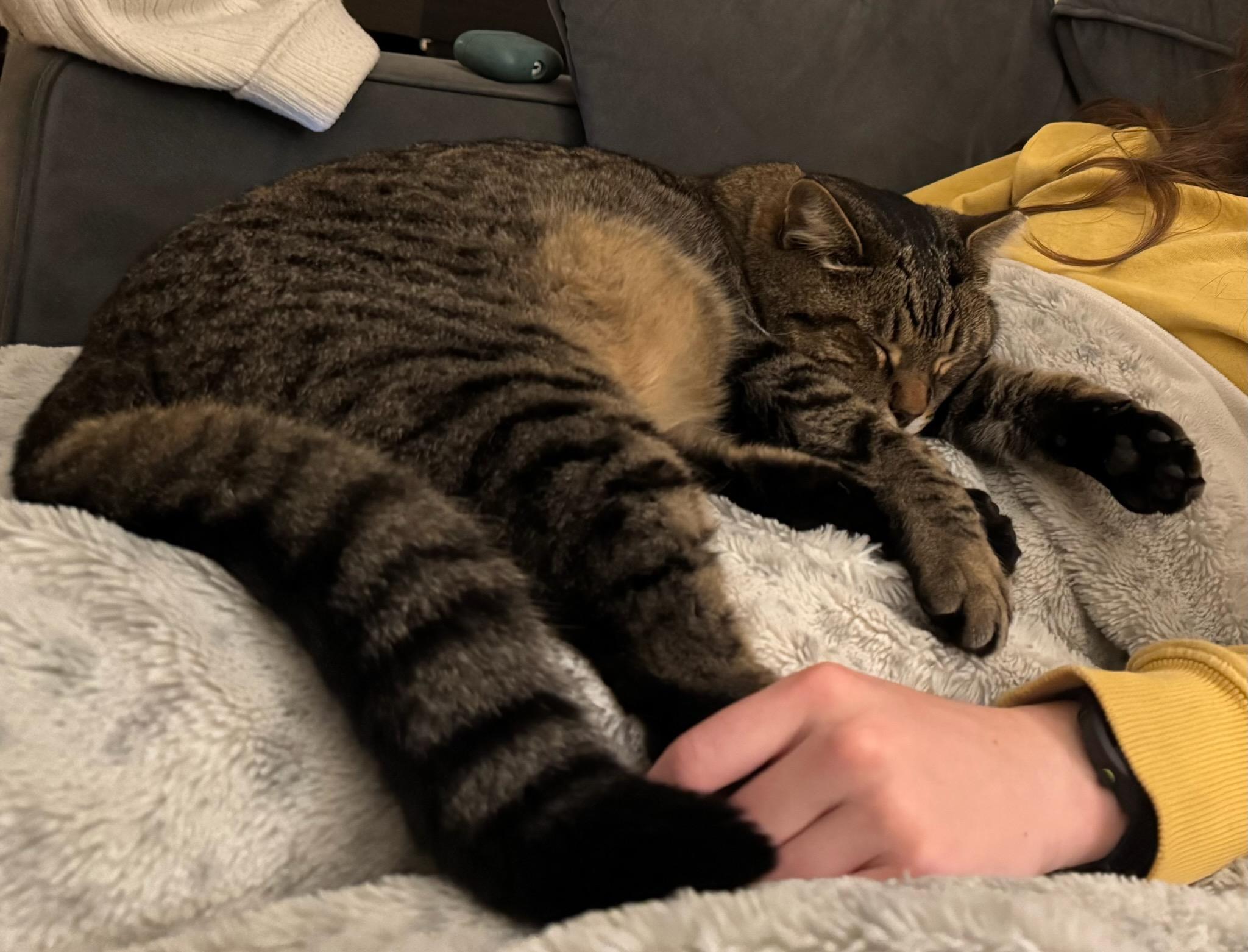 Enlarge Tigger, a Adoptable mixed breed in Sunnyvale, CA image 3/6