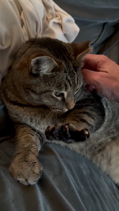 Enlarge Tigger, a Adoptable mixed breed in Sunnyvale, CA video 5/6