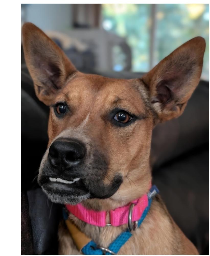 Bonnie, Adoptable, Young Female Boxer & Australian Cattle Dog / Blue Heeler.
