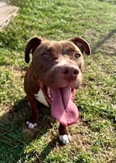 Tippy, a Adoptable mixed breed in Lebanon, TN image 1/4