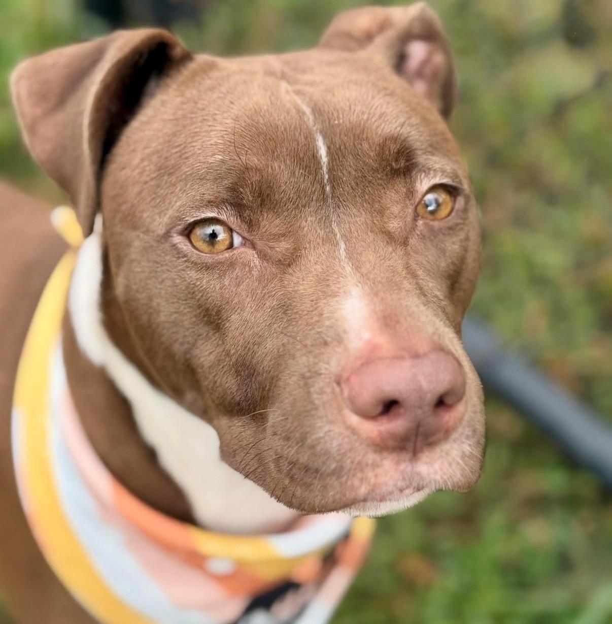 Tippy, a Adoptable mixed breed in Lebanon, TN image 2/4