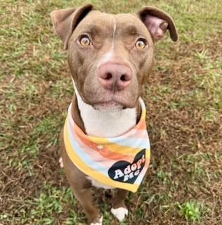 Tippy, a Adoptable mixed breed in Lebanon, TN image 3/4