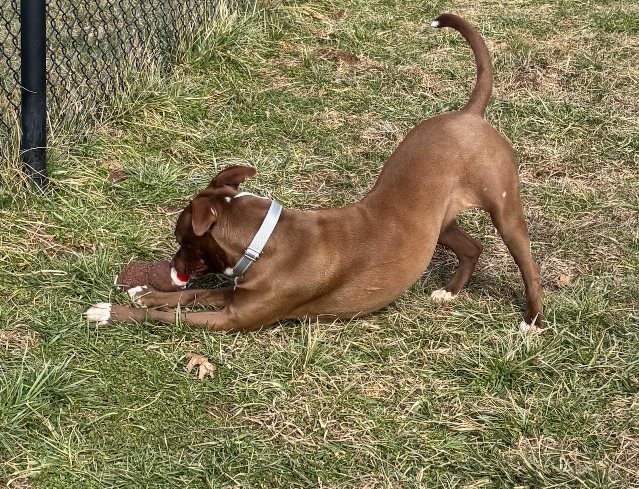 Tippy, an adopted mixed breed in Lebanon, TN image 2/6