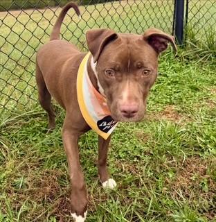 Tippy, a Adoptable mixed breed in Lebanon, TN image 4/4