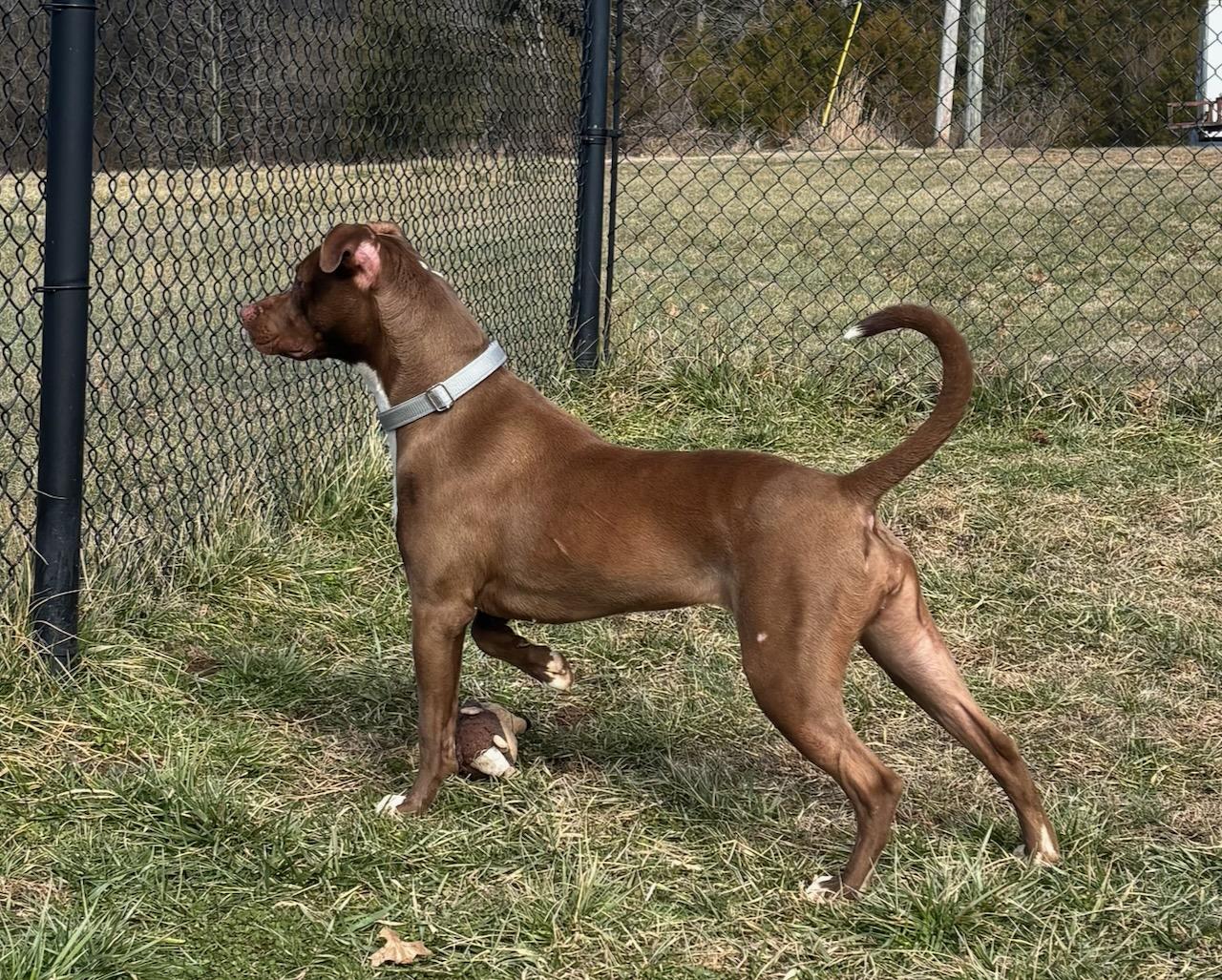 Tippy, an adopted mixed breed in Lebanon, TN image 5/6