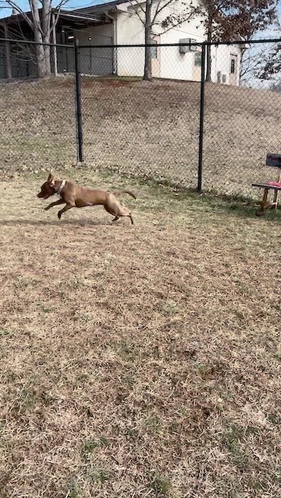 Enlarge Tippy, an adopted mixed breed in Lebanon, TN video 6/6