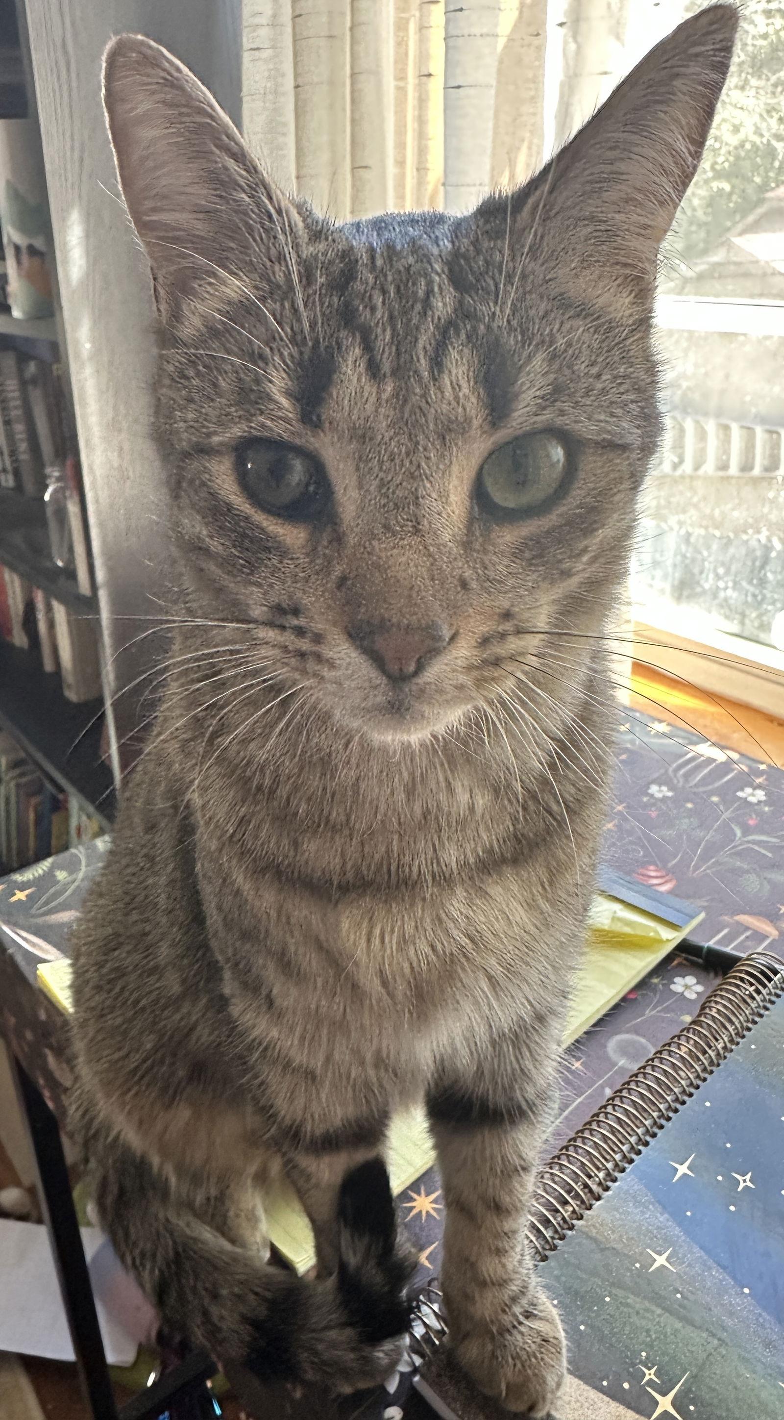 Duke, Adoptable, Adult Male Domestic Short Hair.