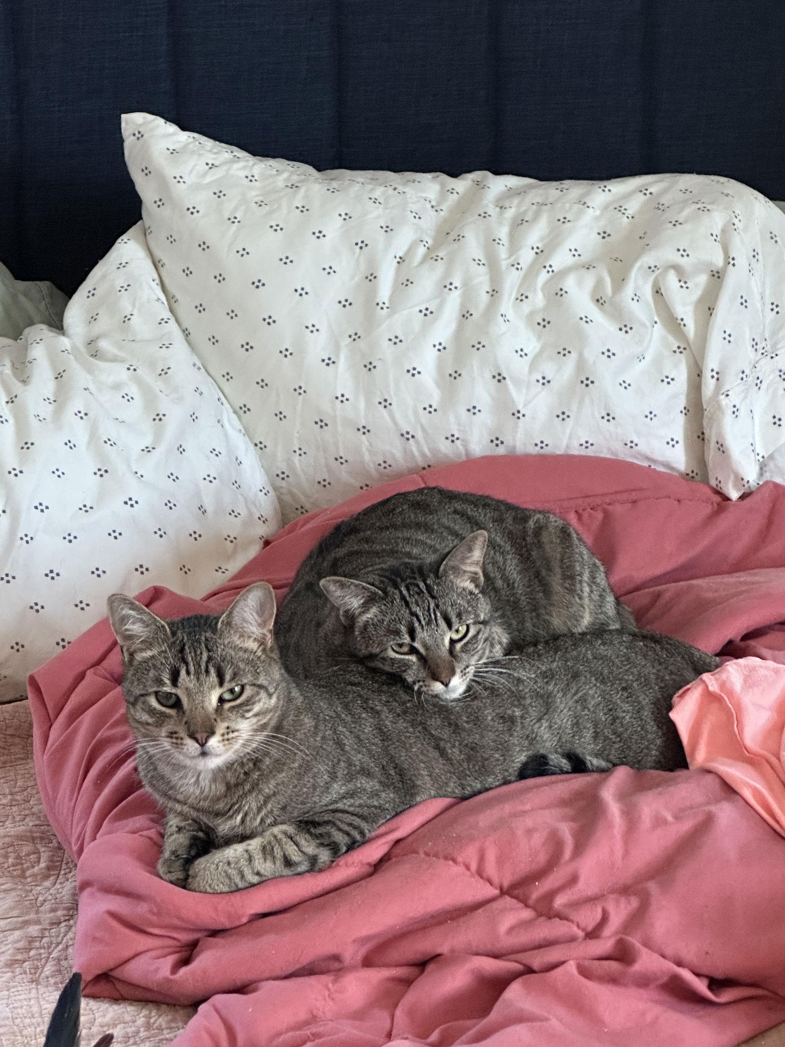 Duke, a Adoptable Domestic Short Hair in Maggie Valley, NC image 2/3