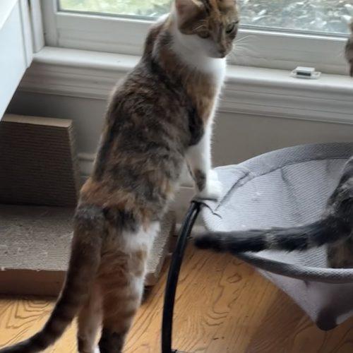 Uniqua, a Adoptable mixed breed in Knoxville, TN image 2/6
