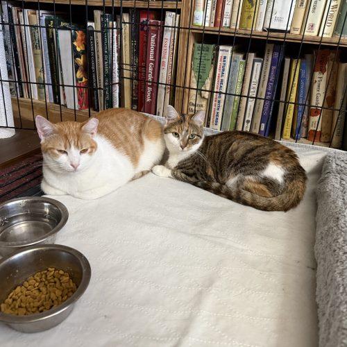 Uniqua, a Adoptable mixed breed in Knoxville, TN image 3/6