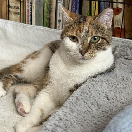 Uniqua, a Adoptable mixed breed in Knoxville, TN image 4/6