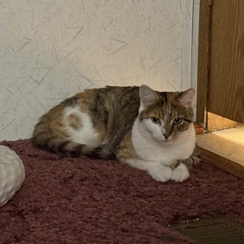 Uniqua, a Adoptable mixed breed in Knoxville, TN image 4/6