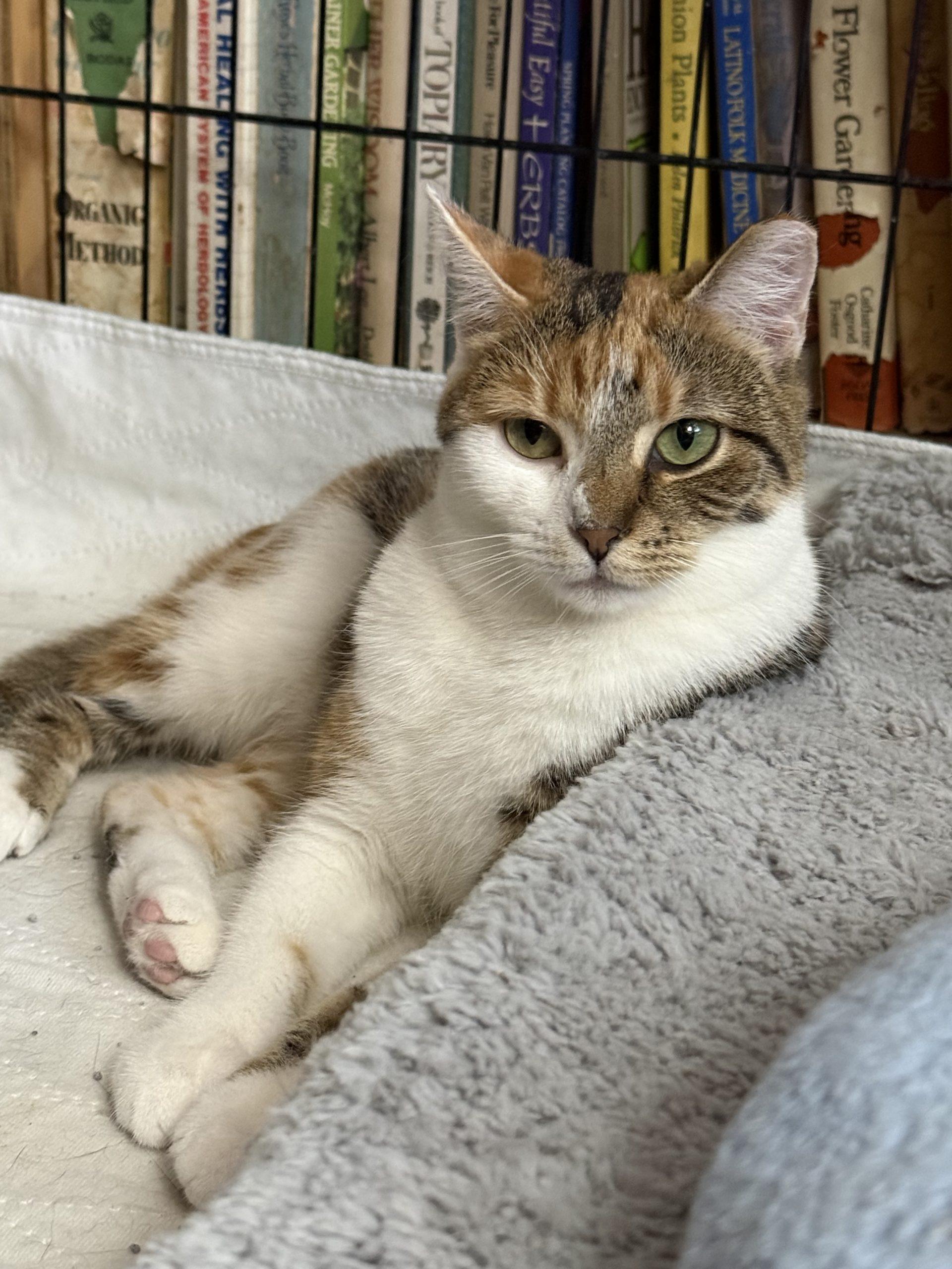 Uniqua, a Adoptable mixed breed in Knoxville, TN image 5/6