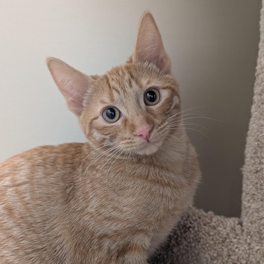 Nutter Butter, Adoptable, Kitten Female Domestic Short Hair.