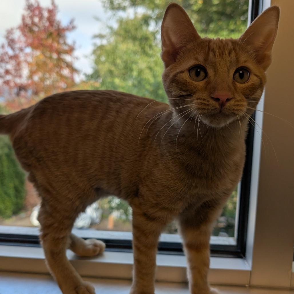 Nutter Butter, a Adoptable Domestic Short Hair in Sonoma, CA image 2/5