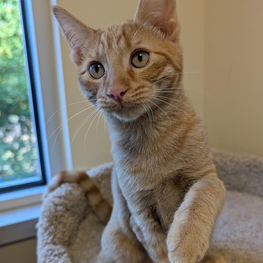 Nutter Butter, a Adoptable Domestic Short Hair in Sonoma, CA image 3/5