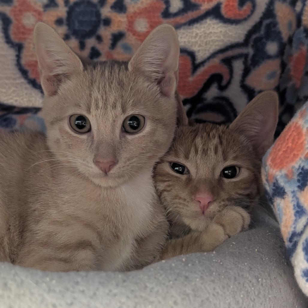 Nutter Butter, a Adoptable Domestic Short Hair in Sonoma, CA image 4/5